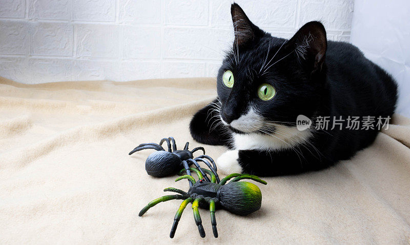 一只黑猫躺在他旁边的床罩上，旁边是令人毛骨悚然的玩具蜘蛛。万圣节的概念