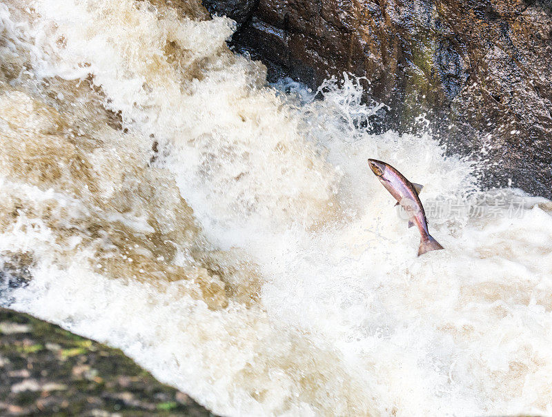 野生苏格兰鲑鱼跃上瀑布