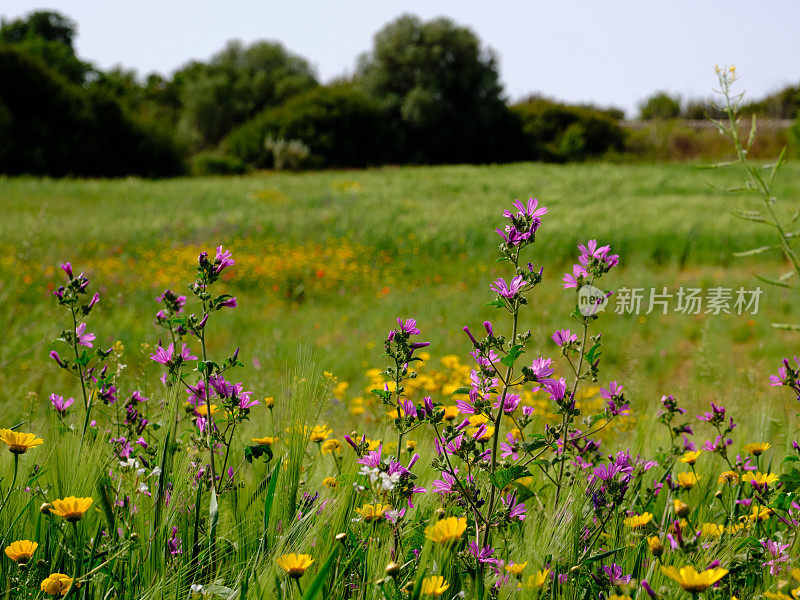 春天的草地上长满了玉米穗和鲜花