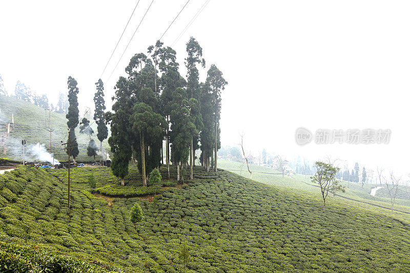 印度大吉岭的绿茶庄园。