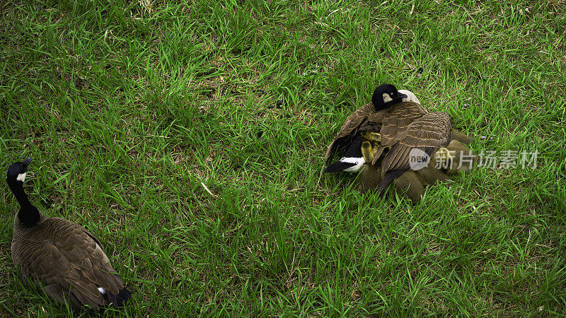鹅妈妈在小鹅睡觉的时候把它们藏在自己的翅膀下，鹅爸爸在春天的草地上守护着它们