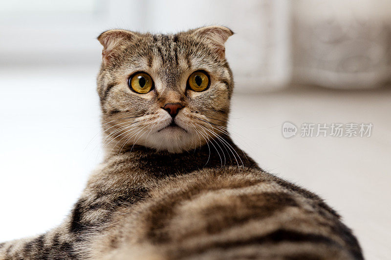 苏格兰折耳猫躺在地板上，惊讶地回头看