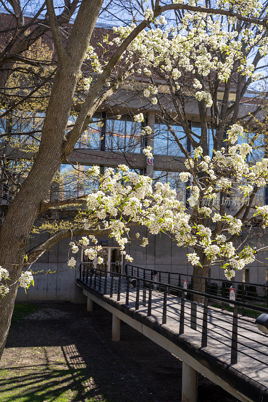 开花的大学校园