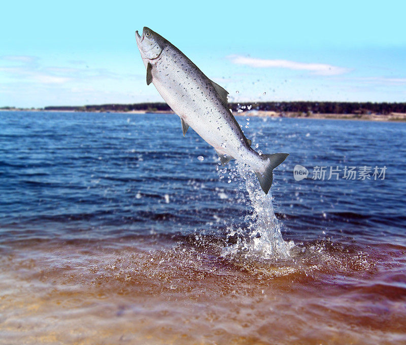 从水中跳出来的鲑鱼