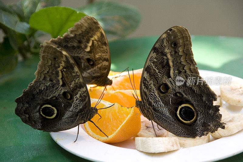 猫头鹰蝴蝶午餐，在维也纳的蝴蝶屋