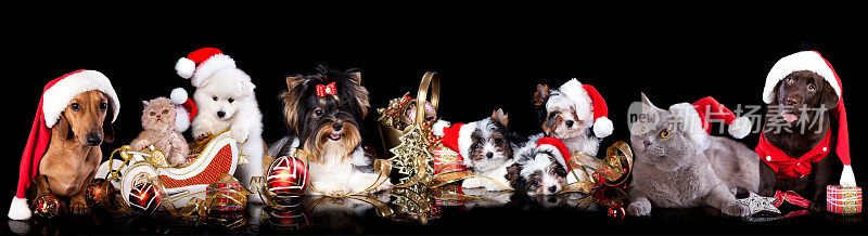 狗和猫在圣诞装饰的背景