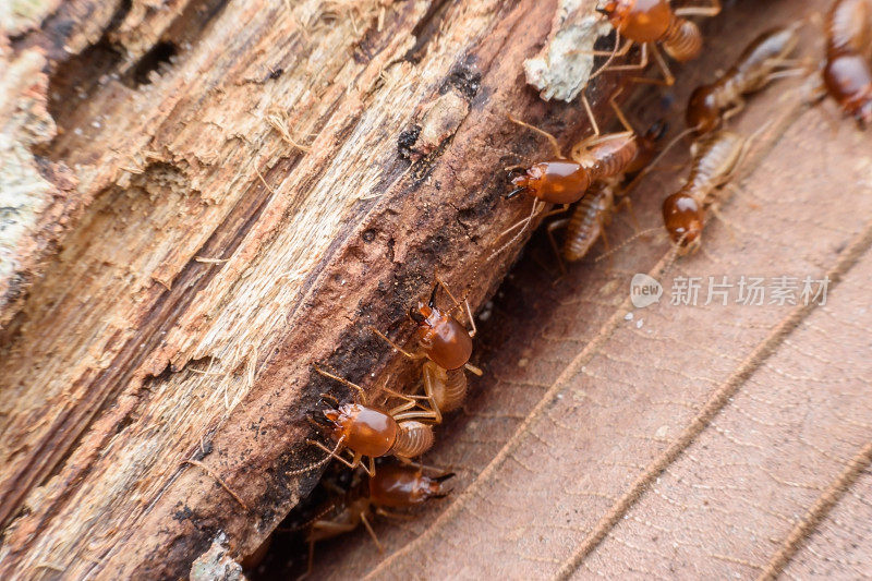 白蚁吃腐烂的木头
