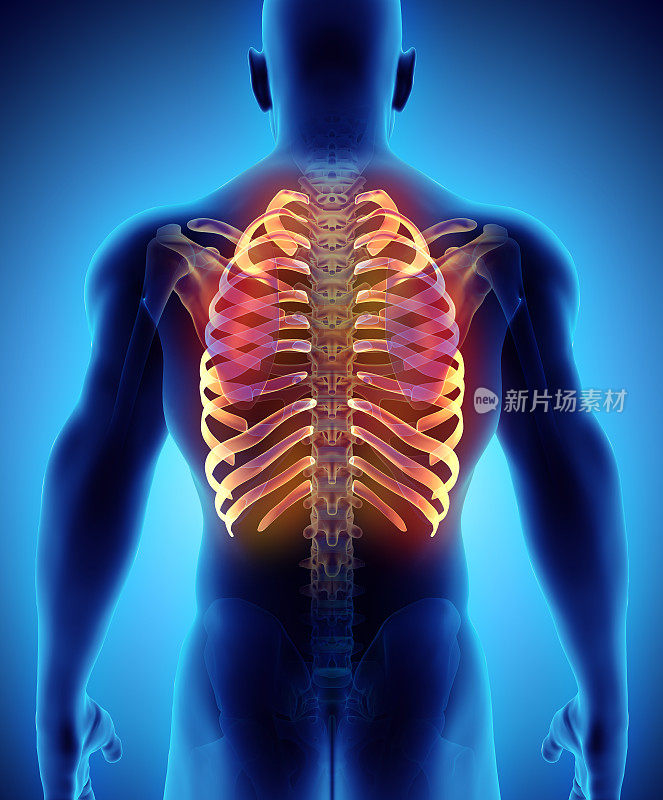 肋骨的3D插图，医学概念。