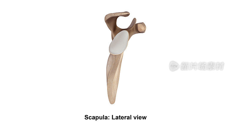 Scapula_Lateral视图