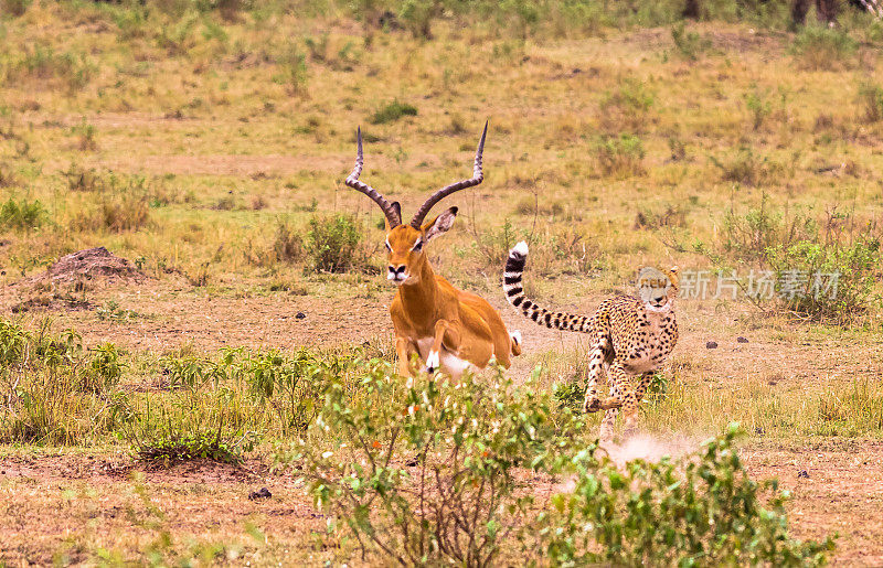 草原上最快的猎人。肯尼亚马赛马拉
