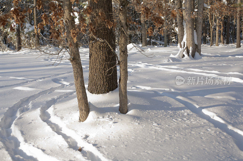 深雪中的动物足迹