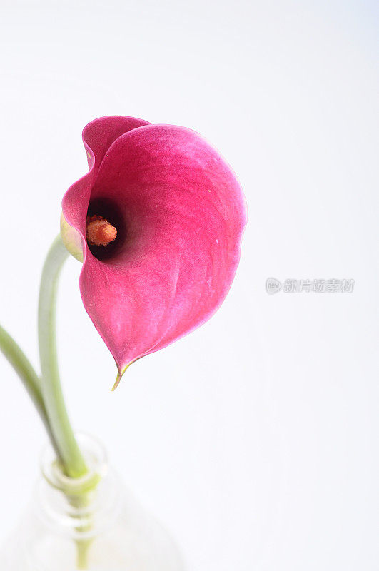 紫魔芋花