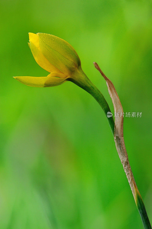 黄色水仙的花蕾