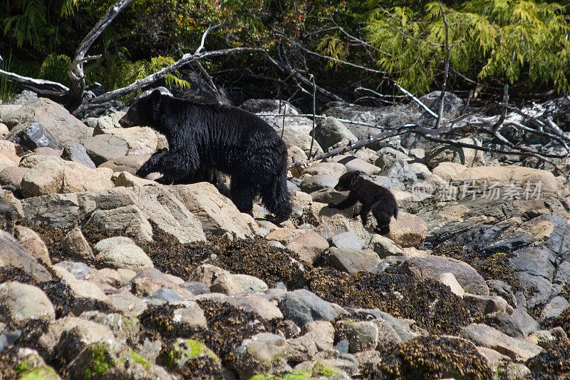 黑熊带着幼崽，在河边的岩石上行走