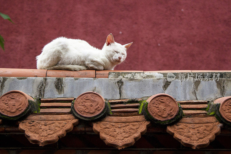 屋顶上的白猫