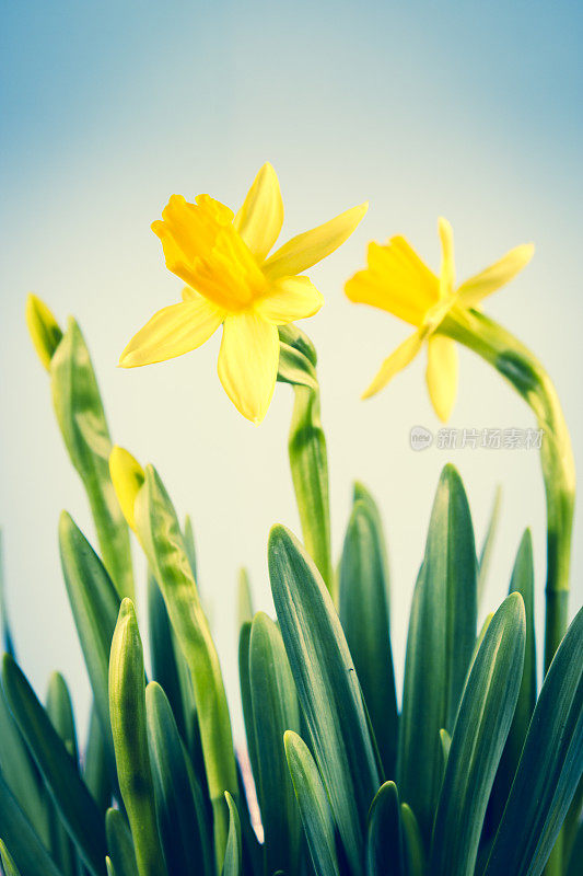 水仙花春花