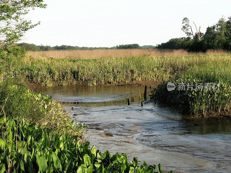 萨凡纳国家野生动物保护区沼泽湿地，水，乔治亚州