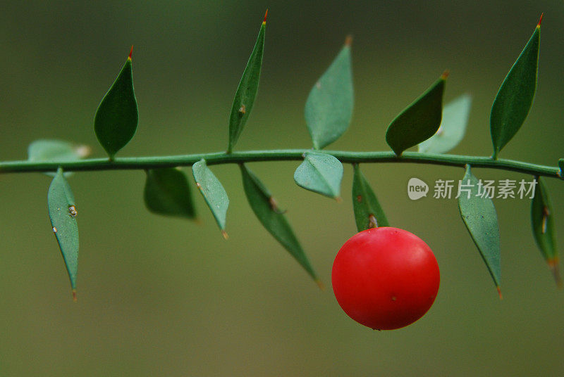 鲁斯库斯阿库拉图斯