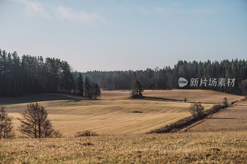 早春的自然景观在树林里