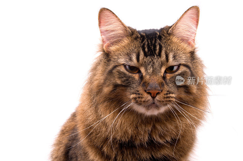 一张毛茸茸的棕色虎斑猫的肖像照片