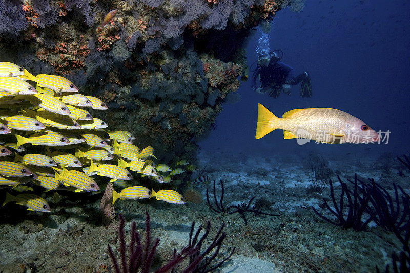 潜水员的梦想之地:马尔代夫到处都是鲷鱼