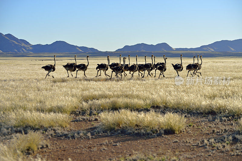 纳米比亚鸵鸟群的奔跑