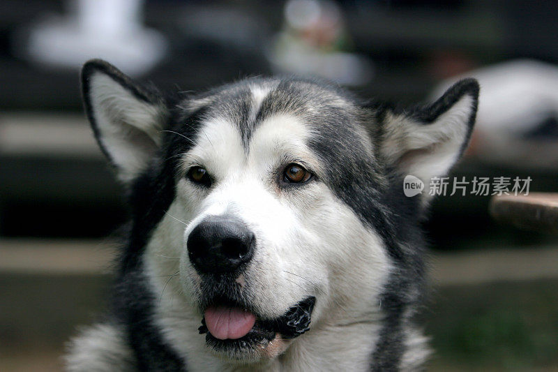 阿拉斯加雪橇犬