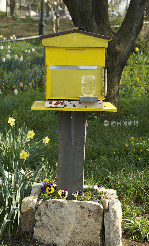 花园里的黄色蜂巢，蜜蜂和水瓶