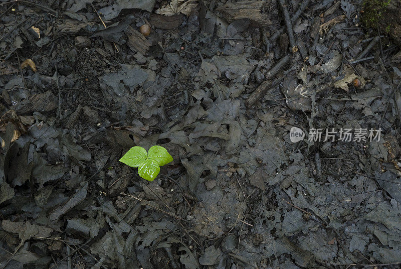 森林里的新芽