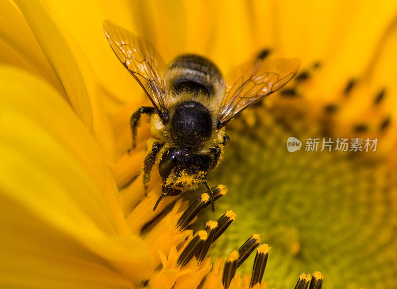 蜜蜂在向日葵