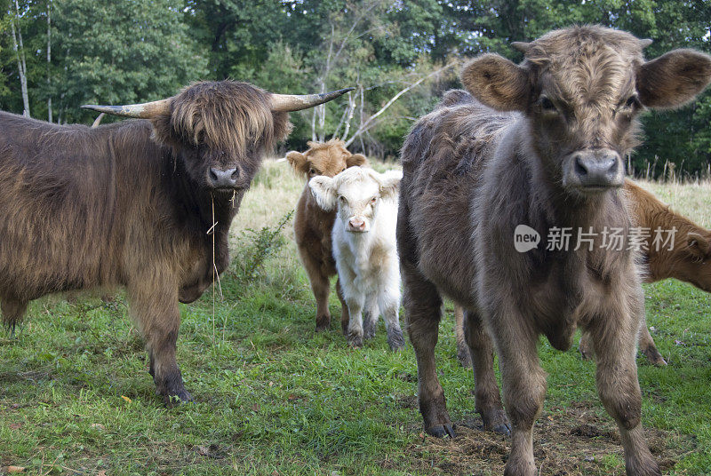 苏格兰高地牛