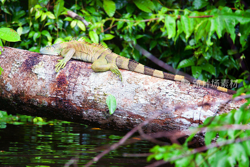 绿色鬣蜥在树干上休息