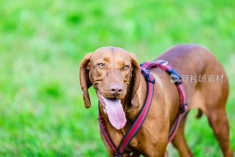 侦探犬的狗