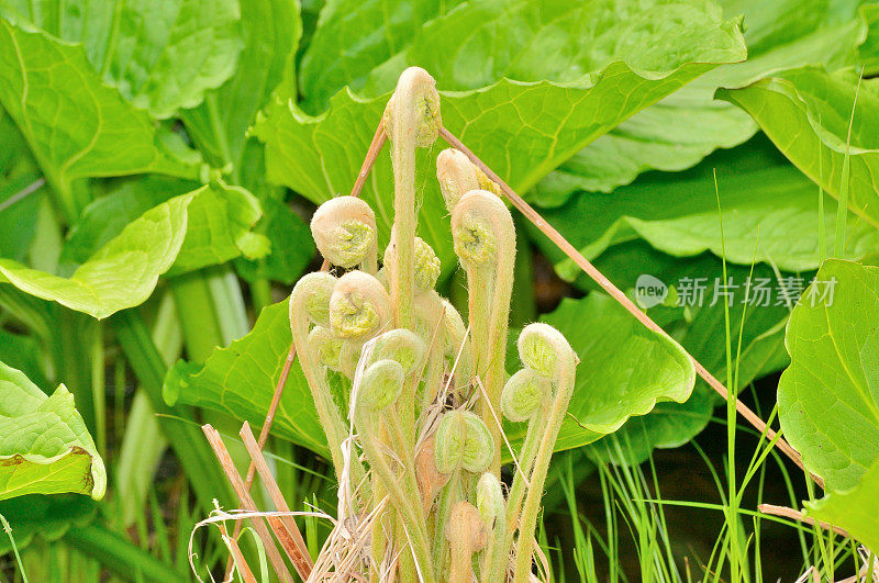 船首饰蕨类植物