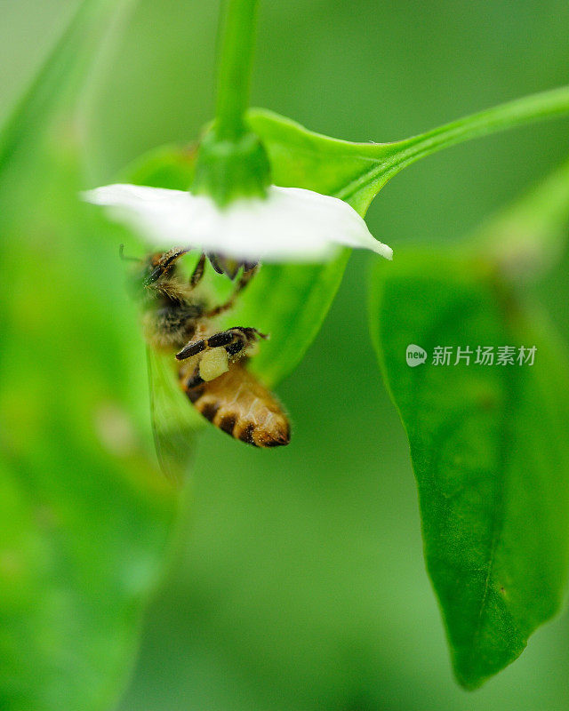 蜜蜂从花中采集花蜜