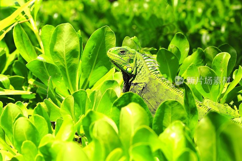 绿色警觉性鬣蜥:在加勒比树叶伪装