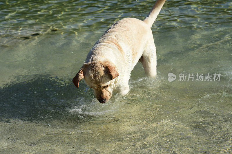 拉布拉多寻回犬