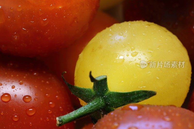 新鲜的新采摘的有机番茄全框架