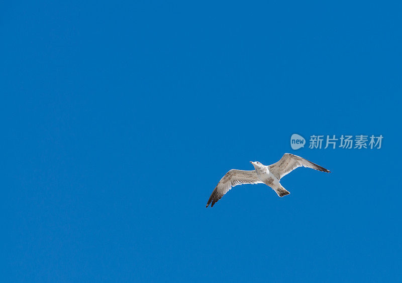 海鸥飞行