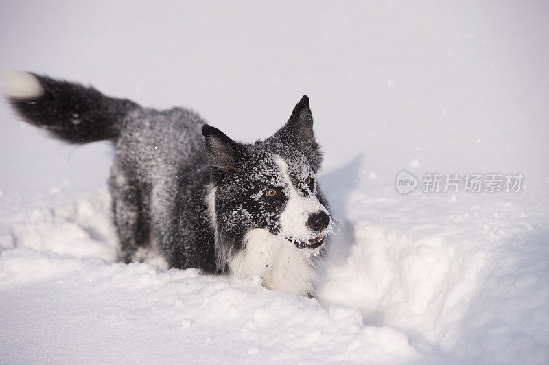 博德牧羊犬在厚厚的雪地里玩耍