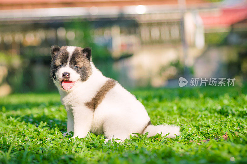 狗和小狗