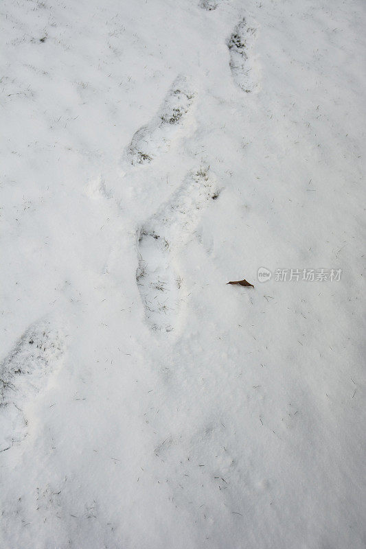 冬天雪地里的脚印