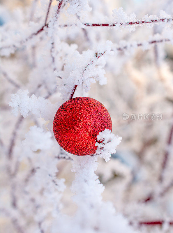 结霜松树上的红色圣诞球