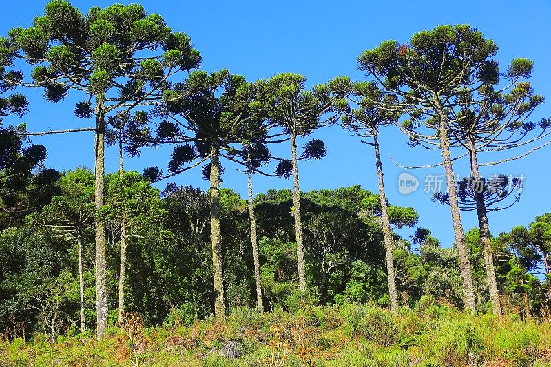 青巴西松树格局，Paraná，巴西南部