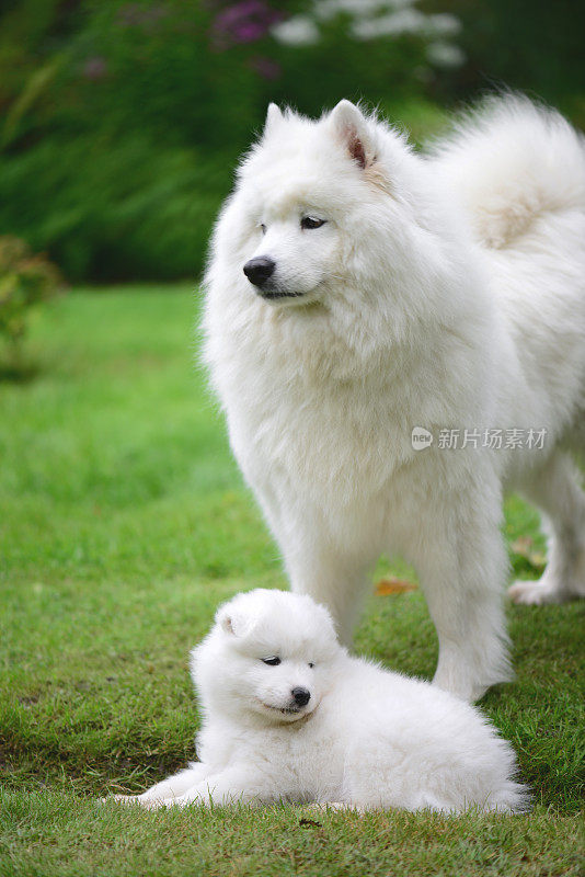 草坪上的萨摩耶狗和她的小狗们