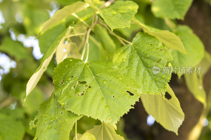 雨点落在菩提树叶子上