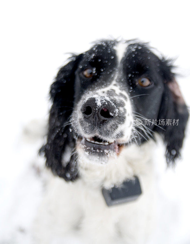 施普林格猎犬