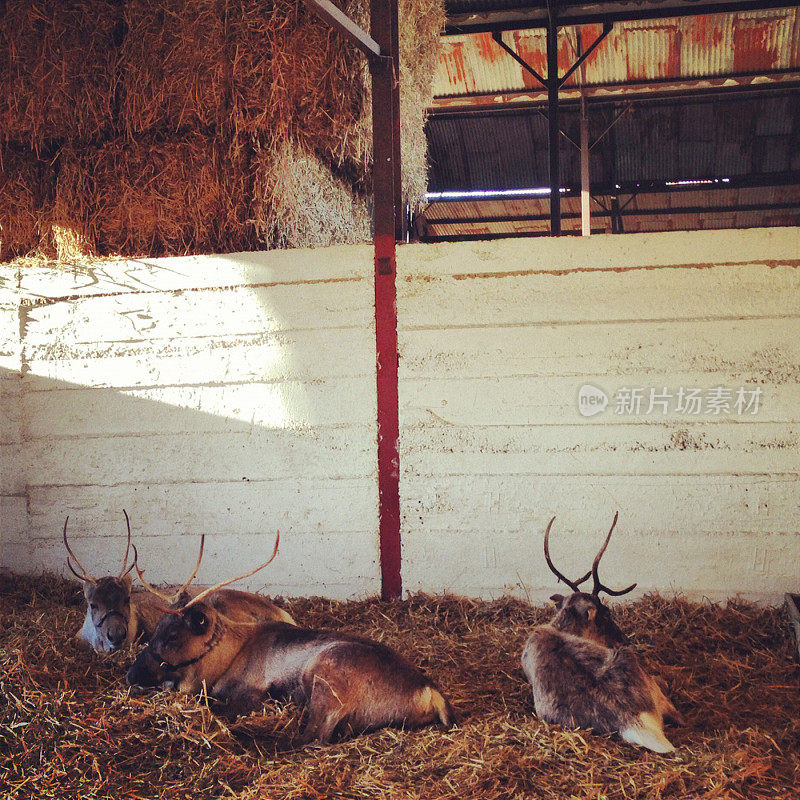 驯鹿在牲口棚里休息