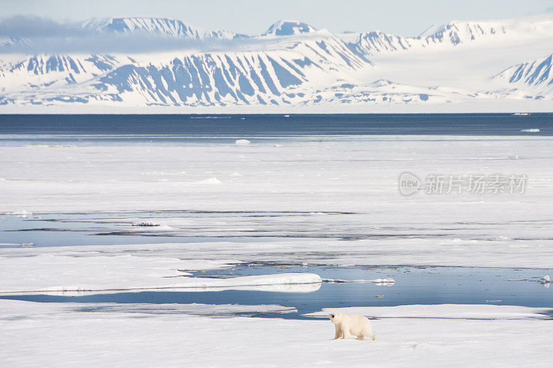 北极海冰上的北极熊