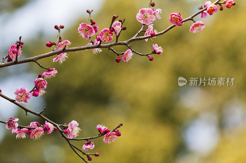 粉色的梅花